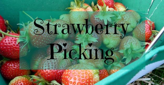 Strawberry Picking